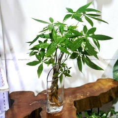 Kim Tiền Bím 01 - Cây Thủy Canh
