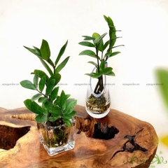 Kim Phát Tài 06 - Cây Thủy Canh