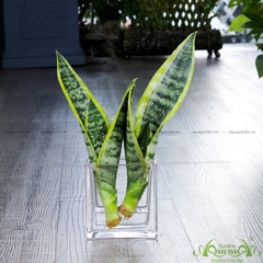 Lưỡi Hổ 10 - Cây Thủy Canh