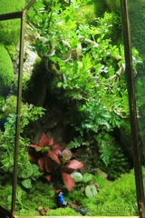 Terrarium 320 - Life is Adventure