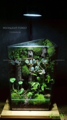 Terrarium 234 - Moonlight Forest