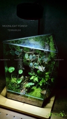 Terrarium 234 - Moonlight Forest