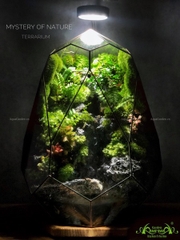 Terrarium 217 - Mystery of Nature