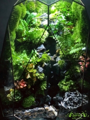 Terrarium 217 - Mystery of Nature