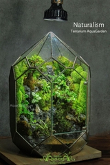 Terrarium 304 - Naturalism