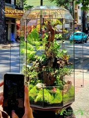 Terrarium 345 - Neveland