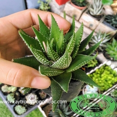Móng Rồng AquaGarden