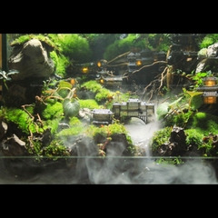 Terrarium 86 - Phượng Hoàng Cổ Trấn