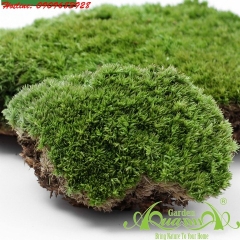 Rêu Tuần Lộc - Cây Trồng Terrarium AquaGarden