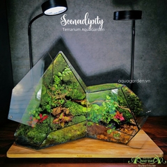 Terrarium 341 - Scenadipity