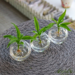 Set Mini 22 - Trầu Bà Sữa