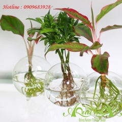 Set Mini 22 - Trầu Bà Sữa