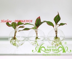 Set Mini 22 - Trầu Bà Sữa