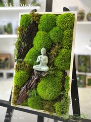 Terrarium 30 - Wide Awake