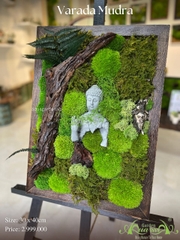 Terrarium 33 - Vahadra Mudra