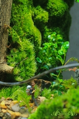 Terrarium 330 - Smultroastalle