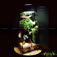 Terrarium 113 - Spirito