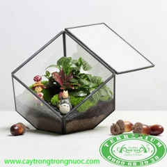 Terrarium 142 - Tình Bạn Diệu Kỳ