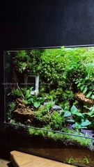 Terrarium 219 - Feeling of Nature