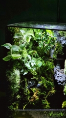 Terrarium 212 - Suối Thác Mơ