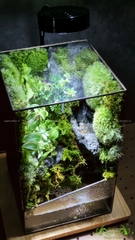 Terrarium 212 - Suối Thác Mơ