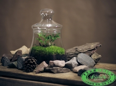 Terrarium 301 - Góc xanh