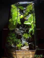 Terrarium 231 - Thác Paradise