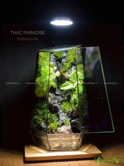 Terrarium 231 - Thác Paradise