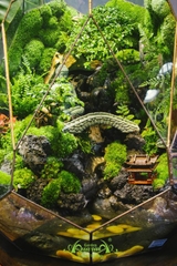 Terrarium 282 - Thiên Cảnh