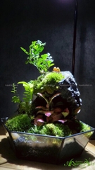 Terrarium 220 - Cottagecore