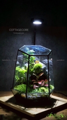 Terrarium 220 - Cottagecore