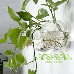 Set Áp Tường 13 - Trầu Bà
