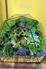 Terrarium 335 - Twilight