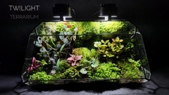 Terrarium 213 - Twilight