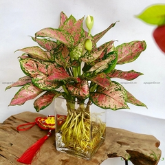 Vạn Lộc 20 - Cây Thủy Canh