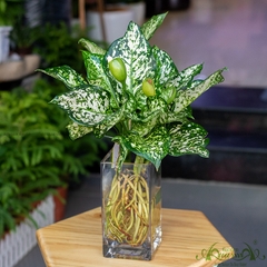 Vạn Lộc Trắng 01 - Cây Thủy Canh