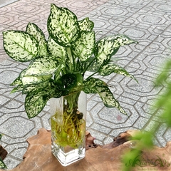 Vạn Lộc Trắng 03 - Cây Thủy Canh