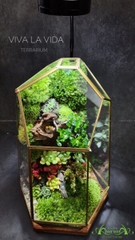 Terrarium 223 - Viva la vida