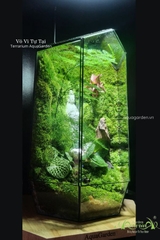 Terrarium 338 -  Vô Vi Tự Tại