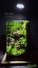 Terrarium 214 - Willow