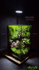 Terrarium 214 - Willow