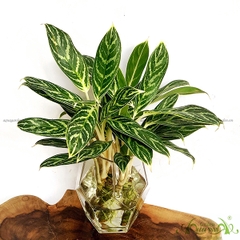 Hoàng Ngọc 02 - Cây Thuỷ Canh