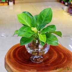 Đế Vương Vàng 07 - Cây Thủy Canh