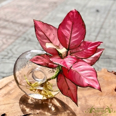 Hồng Phát Lộc 26 - Cây Thủy Canh