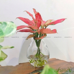 Hồng Phát Lộc 06 - Cây Thủy Canh