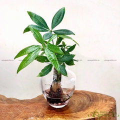 Kim Ngân 10 - Cây Thủy Canh