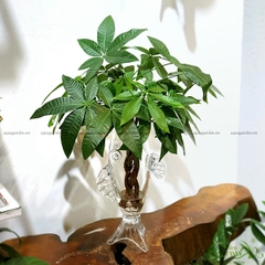 Kim Tiền Bím 02 - Cây Thủy Canh