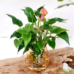Hồng Môn 16 - Cây Thủy Canh