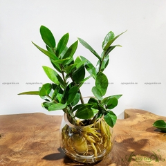 Kim Phát Tài 03 - Cây Thủy Canh