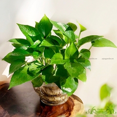 Trầu Bà Xanh 06 - Cây Thủy Canh